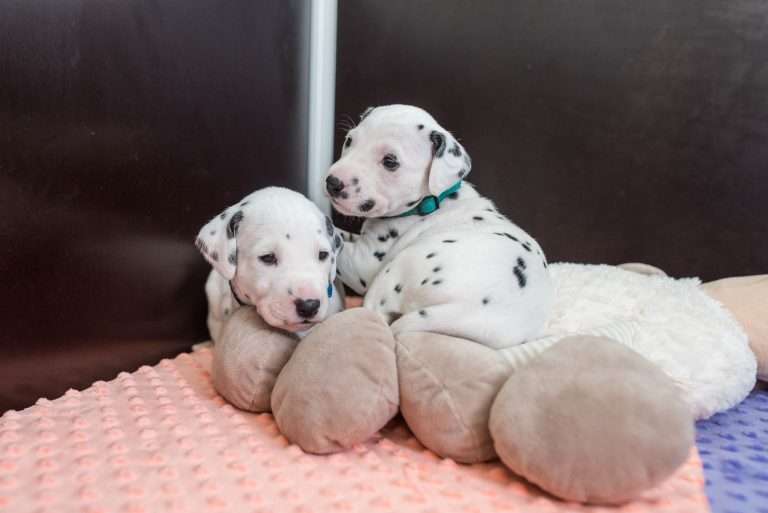 A-Wurf 23. Lebenstag (3)