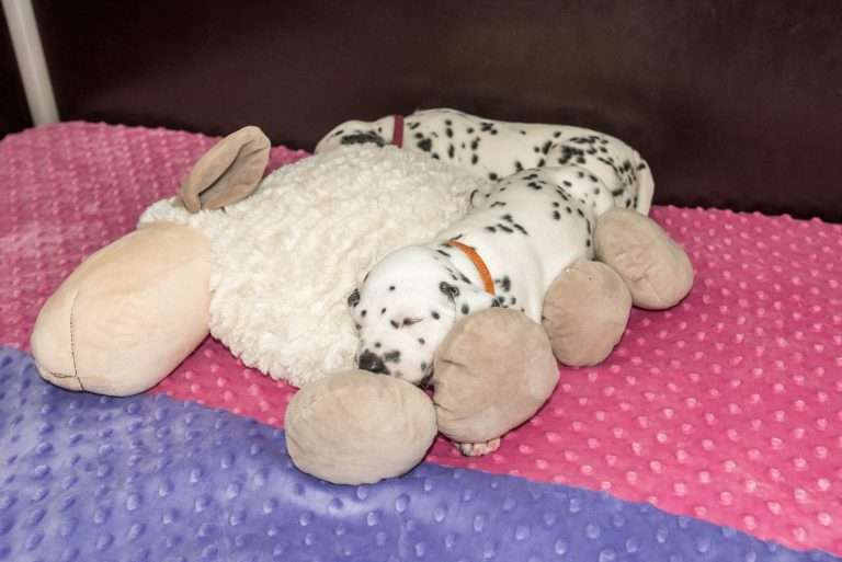 A-Wurf 23. Lebenstag (30)