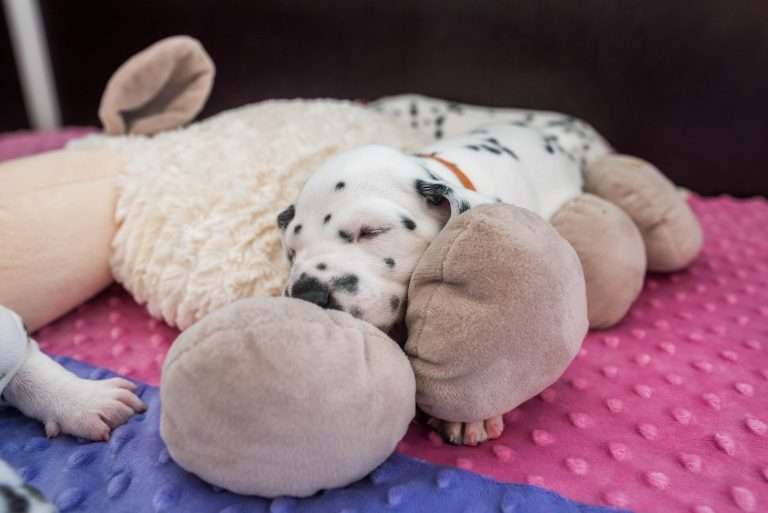 A-Wurf 23. Lebenstag (31)