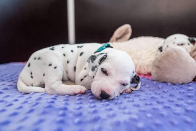 A-Wurf 23. Lebenstag (32)