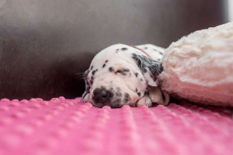 A-Wurf 23. Lebenstag (33)