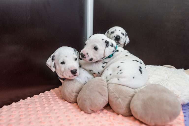 A-Wurf 23. Lebenstag (4)