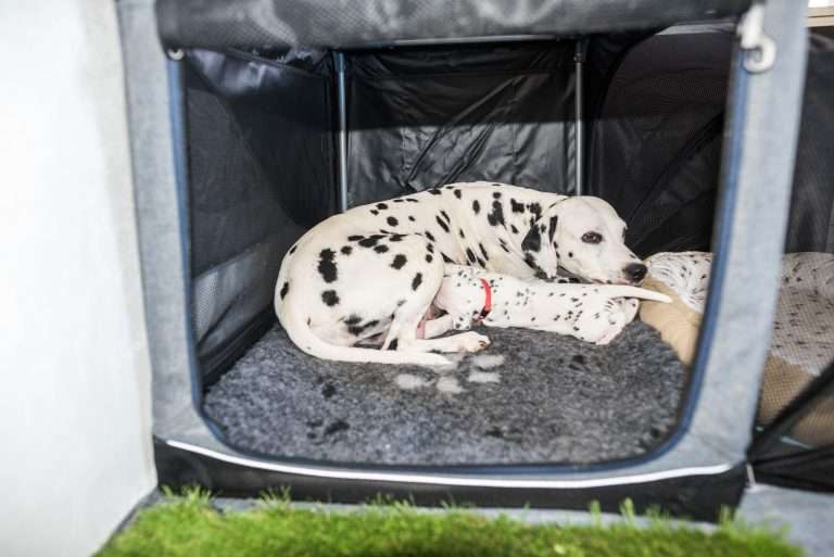 A-Wurf 23. Lebenstag (5)