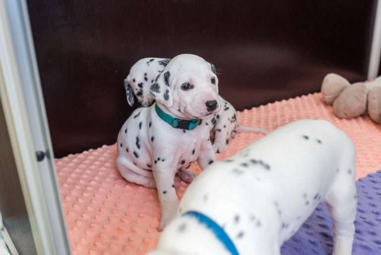 A-Wurf 23. Lebenstag (7)