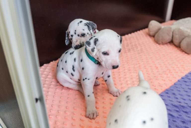 A-Wurf 23. Lebenstag (8)