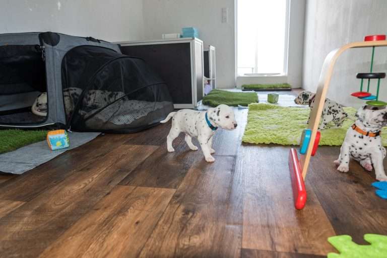 A-Wurf 23. Lebenstag (9)