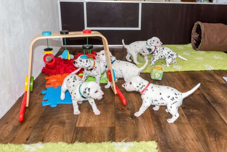 A-Wurf 24. Lebenstag (1)