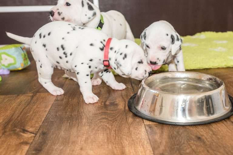 A-Wurf 24. Lebenstag (10)