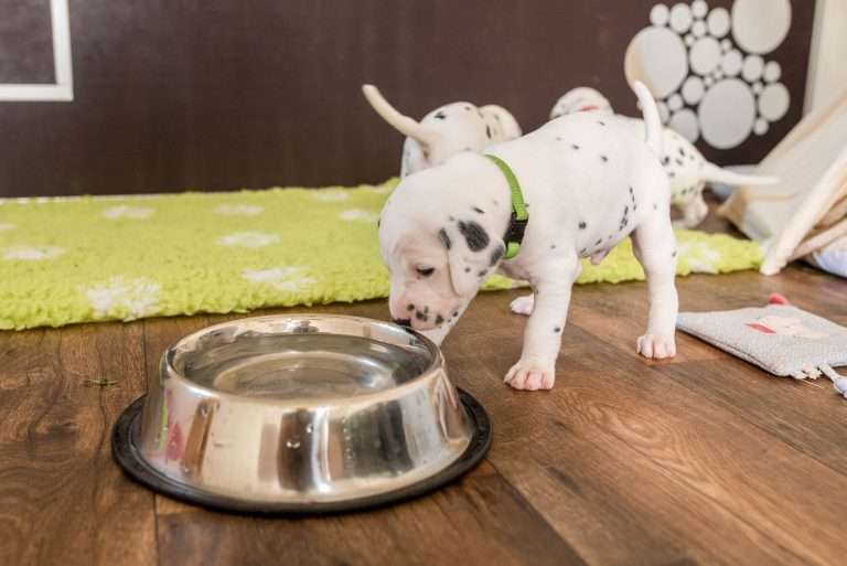 A-Wurf 24. Lebenstag (11)