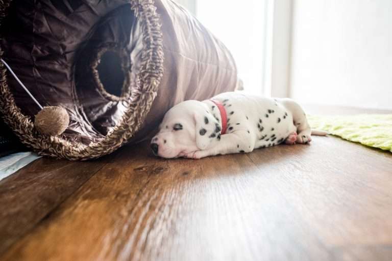 A-Wurf 24. Lebenstag (12)