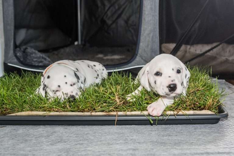 A-Wurf 24. Lebenstag (13)