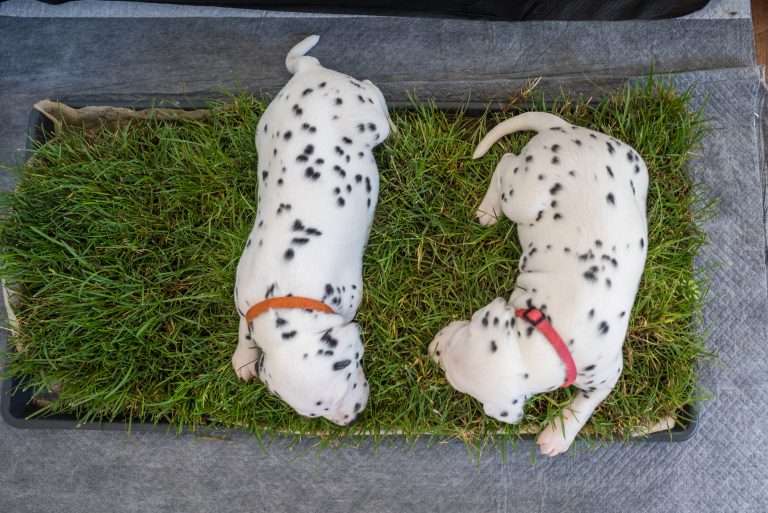 A-Wurf 24. Lebenstag (14)