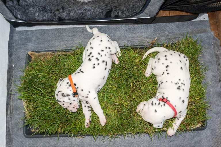 A-Wurf 24. Lebenstag (15)