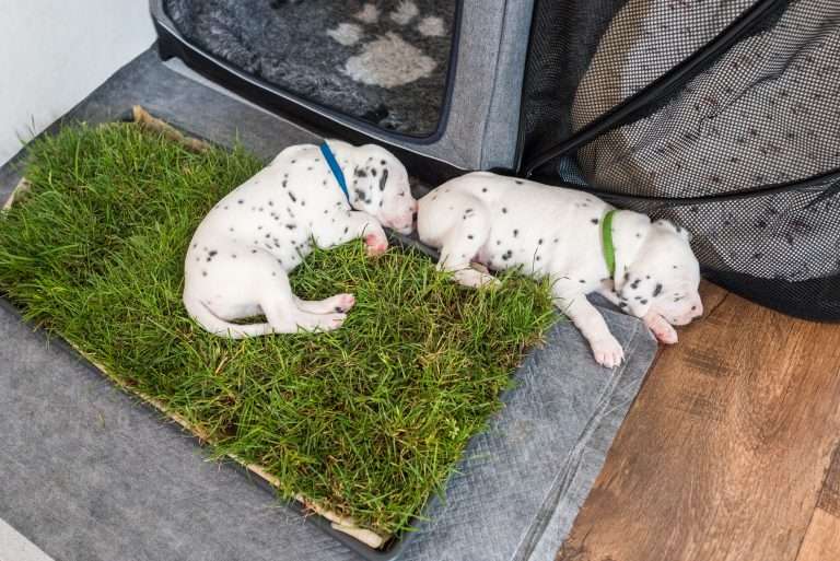 A-Wurf 24. Lebenstag (16)