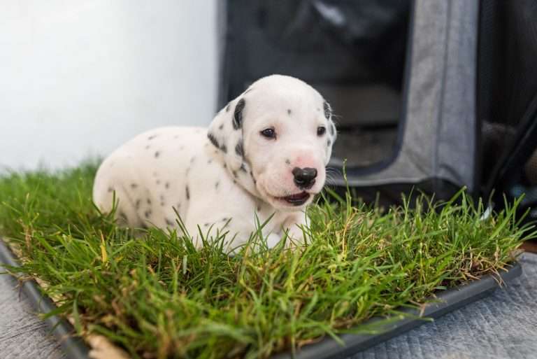 A-Wurf 24. Lebenstag (17)