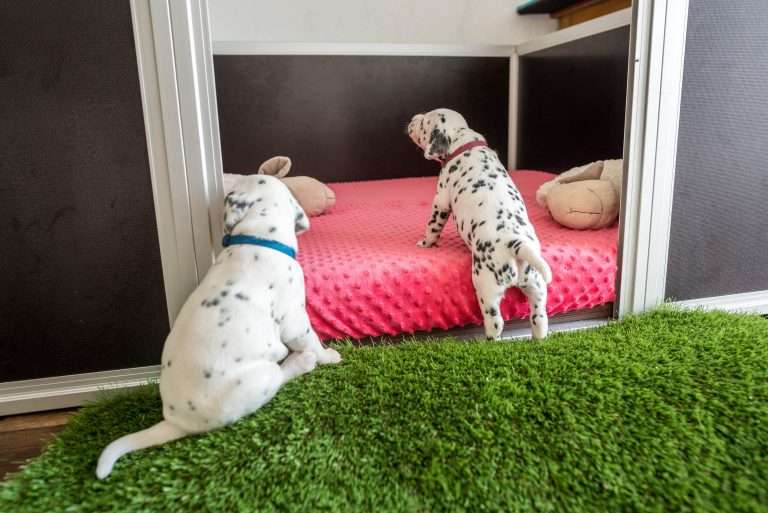 A-Wurf 24. Lebenstag (19)