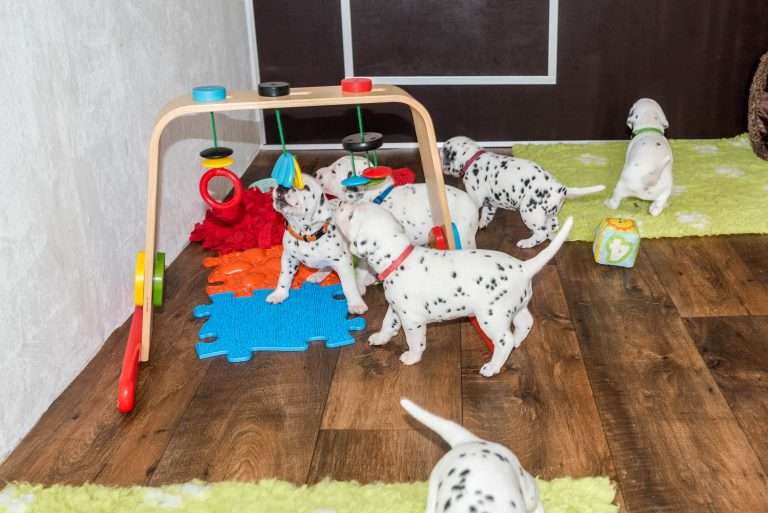 A-Wurf 24. Lebenstag (2)