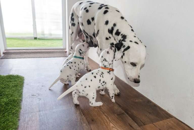 A-Wurf 24. Lebenstag (20)