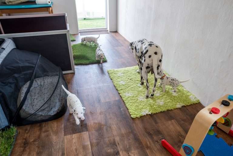 A-Wurf 24. Lebenstag (22)