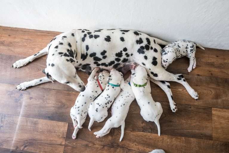 A-Wurf 24. Lebenstag (23)