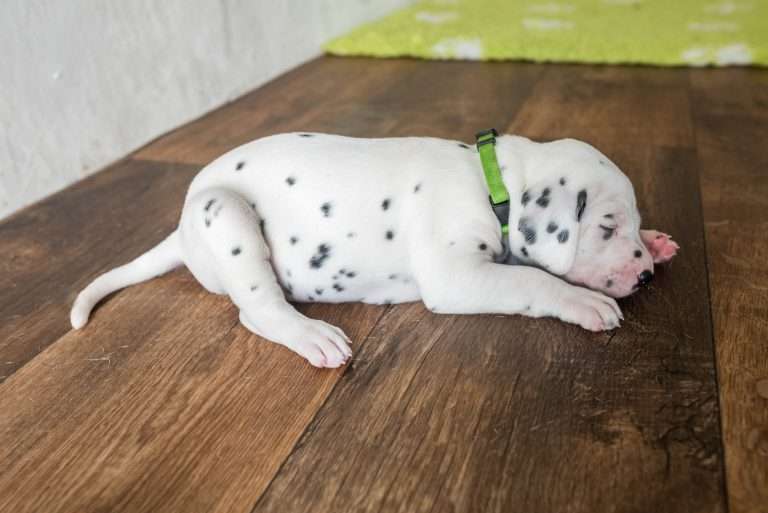 A-Wurf 24. Lebenstag (24)