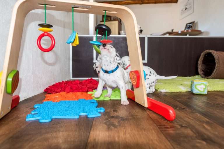 A-Wurf 24. Lebenstag (25)