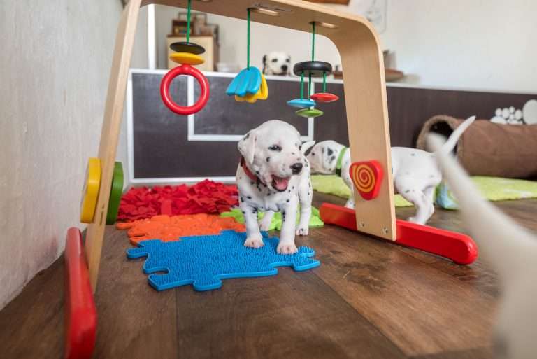 A-Wurf 24. Lebenstag (26)