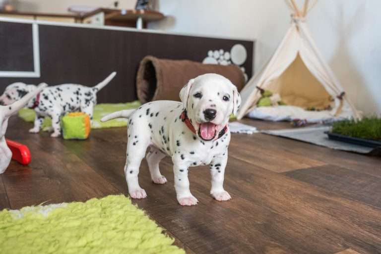 A-Wurf 24. Lebenstag (3)