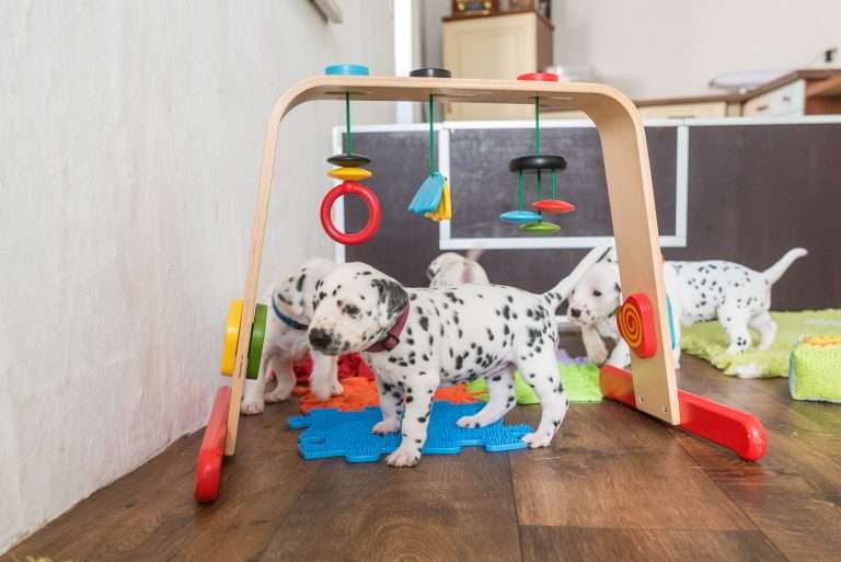 A-Wurf 24. Lebenstag (4)