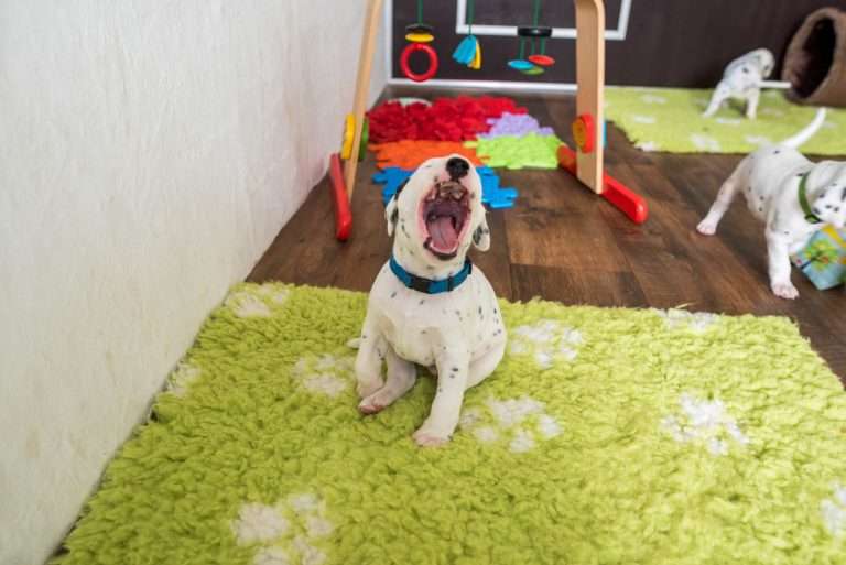 A-Wurf 24. Lebenstag (5)