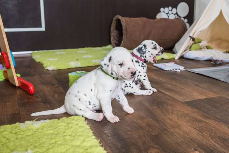 A-Wurf 24. Lebenstag (6)