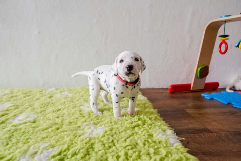 A-Wurf 24. Lebenstag (7)