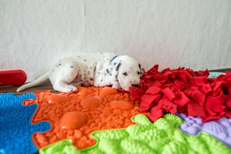 A-Wurf 24. Lebenstag (8)