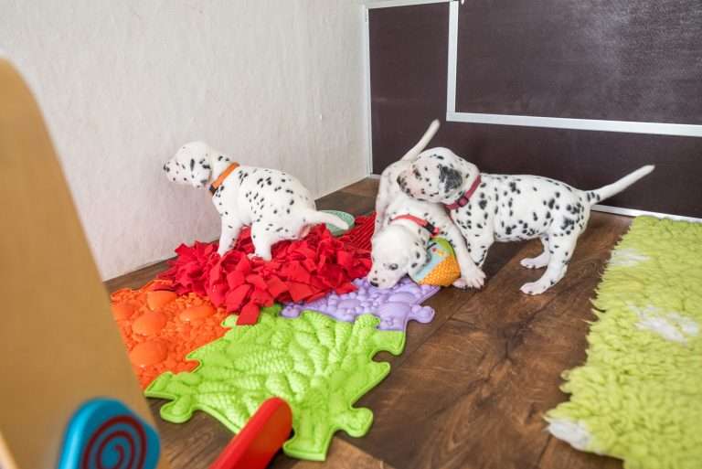 A-Wurf 24. Lebenstag (9)