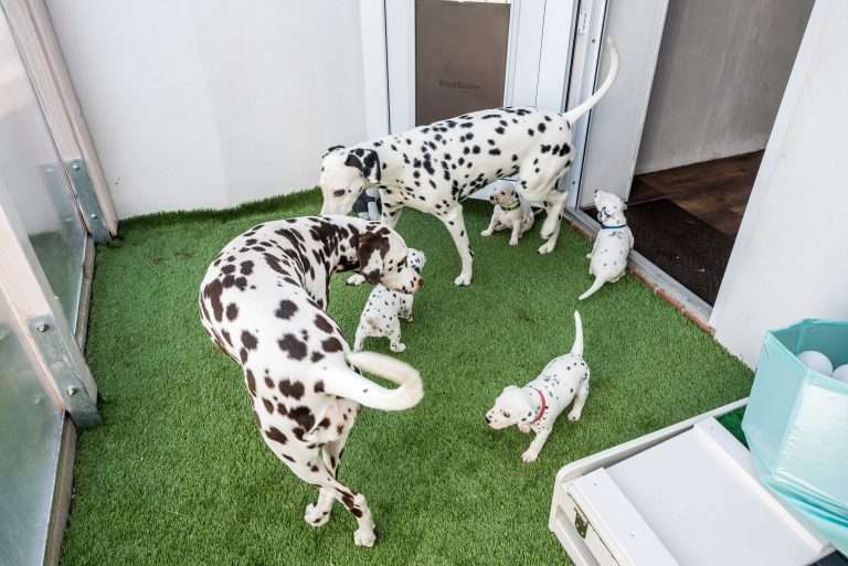 A-Wurf 25. Lebenstag (1)