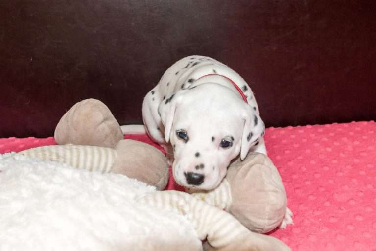 A-Wurf 25. Lebenstag (10)