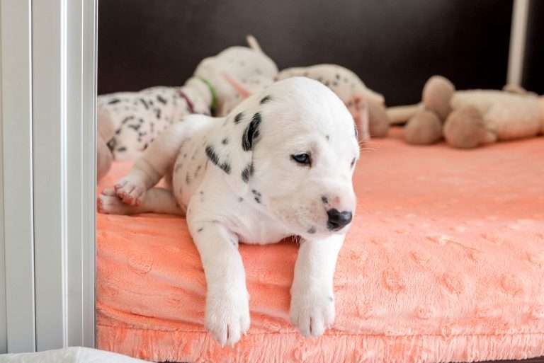 A-Wurf 25. Lebenstag (11)