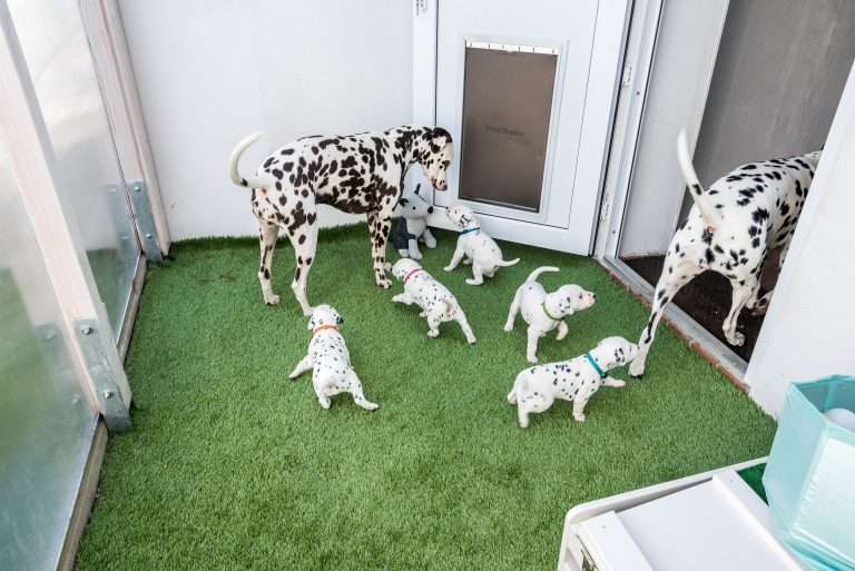 A-Wurf 25. Lebenstag (2)