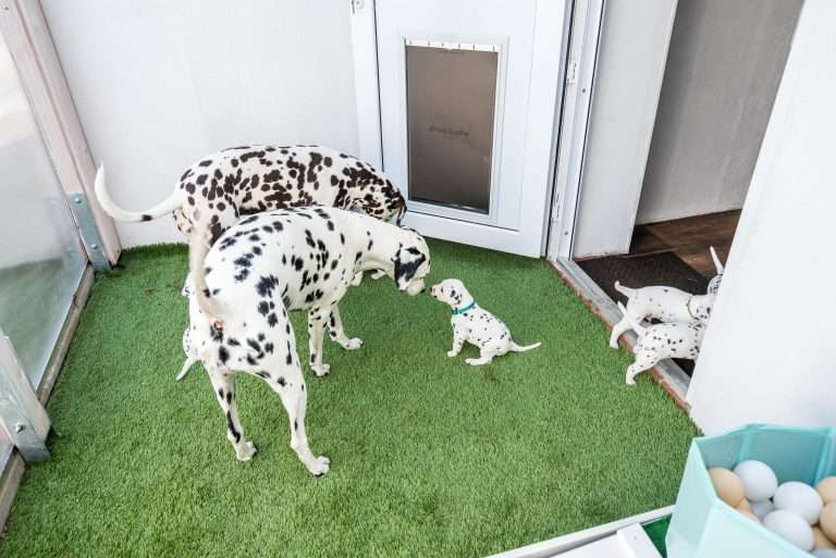 A-Wurf 25. Lebenstag (3)