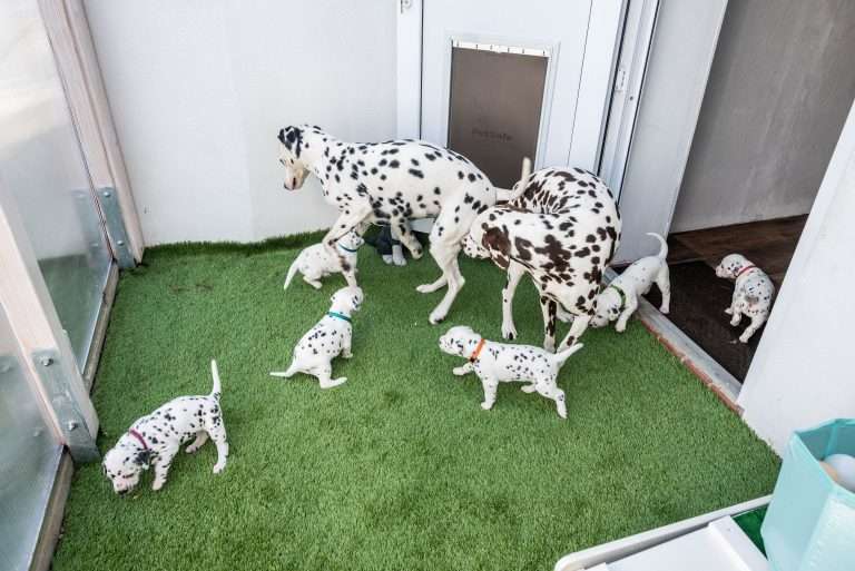 A-Wurf 25. Lebenstag (4)