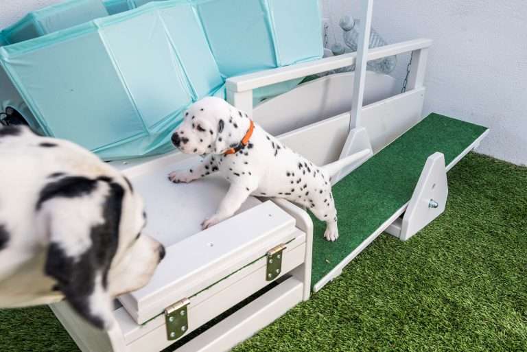 A-Wurf 25. Lebenstag (5)