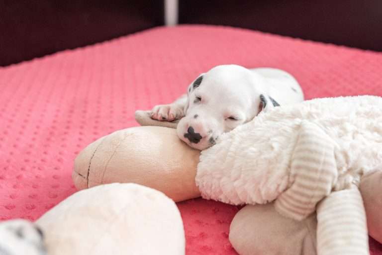 A-Wurf 25. Lebenstag (7)