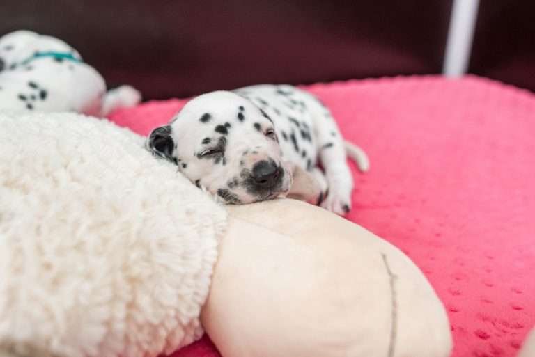 A-Wurf 25. Lebenstag (8)