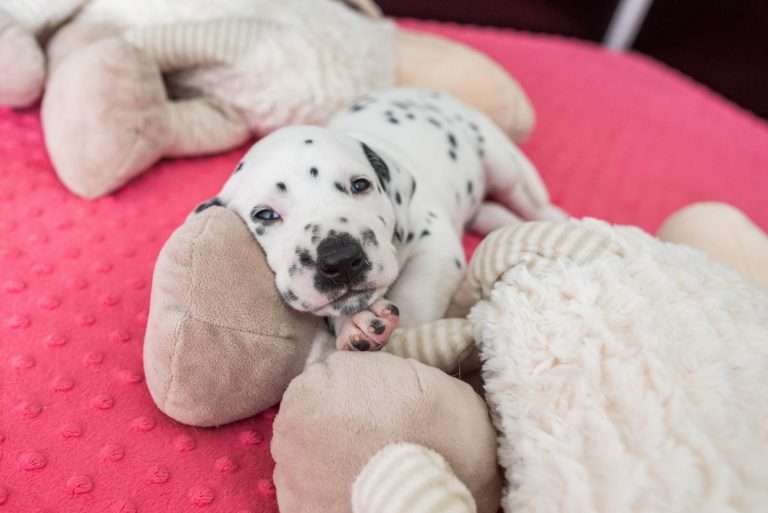 A-Wurf 25. Lebenstag (9)