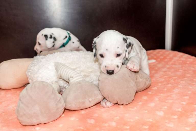 A-Wurf 26. Lebenstag (1)