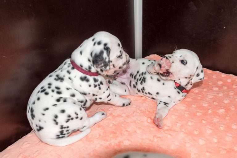 A-Wurf 26. Lebenstag (2)