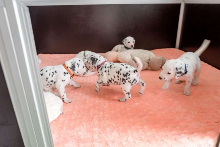 A-Wurf 26. Lebenstag (6)