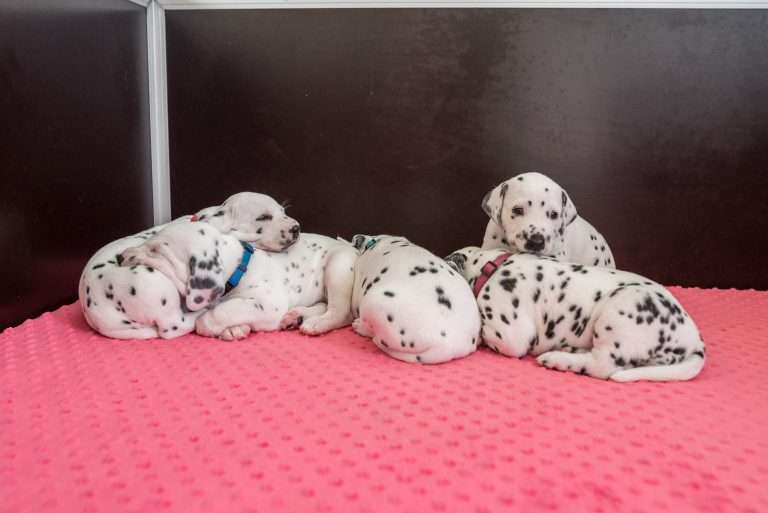 A-Wurf 27. Lebenstag (5)