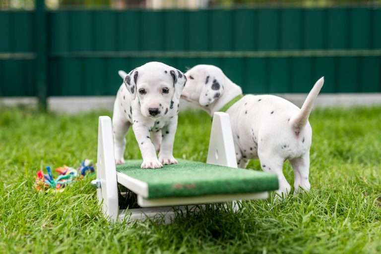 A-Wurf 29. Lebenstag (1)