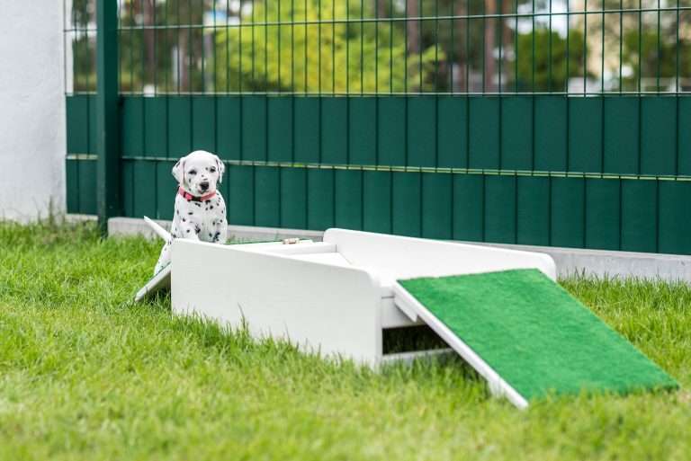 A-Wurf 29. Lebenstag (10)